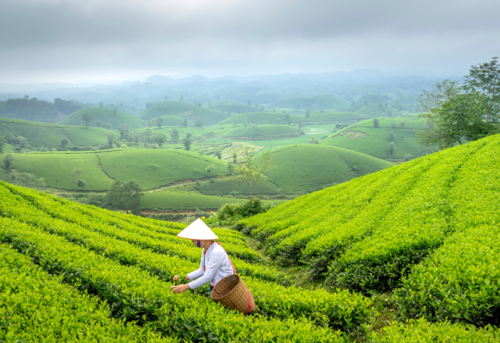 Çay Yetiştiriciliği Ustalık Eğitimi