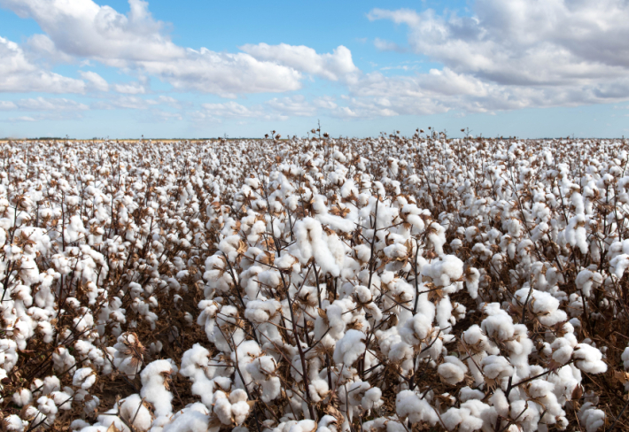 Endüstri Bitkileri Yetiştiriciliği Ustalık Eğitimi