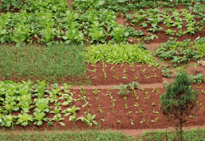 Sebze Yetiştiriciliği Ustalık Eğitimi